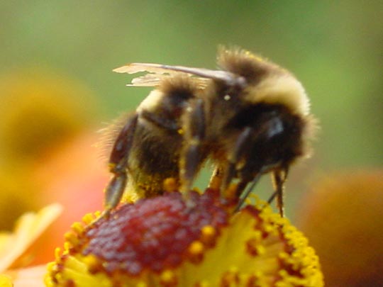 Bombus sp.