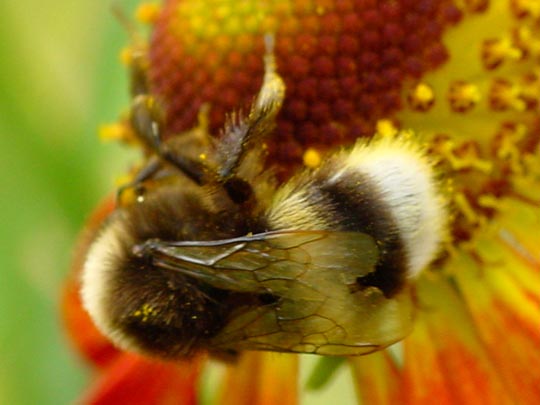 Bombus sp.