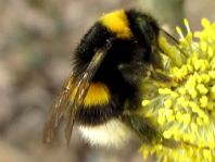 Hummel, Bombus sp.