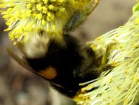 Hummel, Bombus sp.