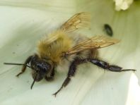 Bombus pascuorum, Ackerhummel