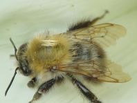 Bombus pascuorum, Ackerhummel