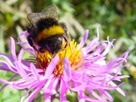 Hummel, Bombus sp.