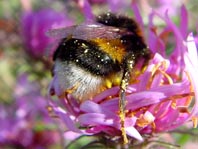 Hummel, Bombus sp.
