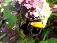 Hummel, Bombus sp.