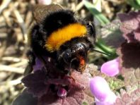 Hummel, Bombus sp.