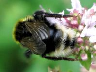 Hummel