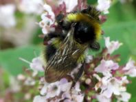 Hummel