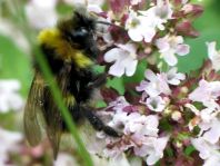 Hummel
