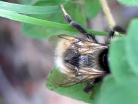 Hummel