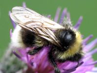 Hummel