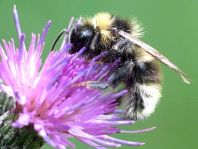 Hummel