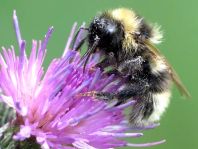 Hummel