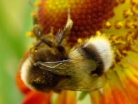 Hummel, Bombus sp.
