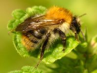Bombus pascuorum, Ackerhummel
