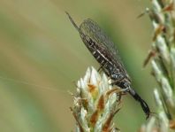 Kamelhalsfliege, Raphidioptera