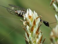 Kamelhalsfliege, Raphidioptera
