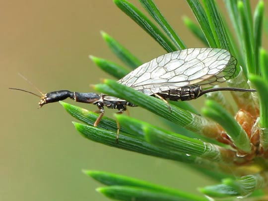 Kamelhalsfliege, Raphidioptera