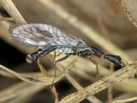 Kamelhalsfliege, Raphidioptera