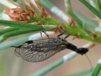 Kamelhalsfliege, Raphidioptera