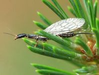 Kamelhalsfliege, Raphidioptera