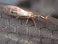 Kamelhalsfliege, Raphidioptera