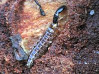 Kamelhalsfliege, Raphidioptera, Larve