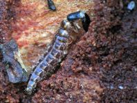 Kamelhalsfliege, Raphidioptera, Larve
