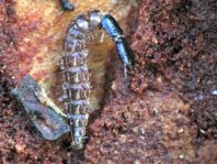 Kamelhalsfliege, Raphidioptera, Larve