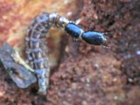 Kamelhalsfliege, Raphidioptera, Larve