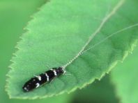 Limnephilus