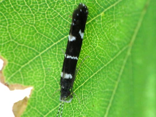 Köcherfliege, Trichoptera
