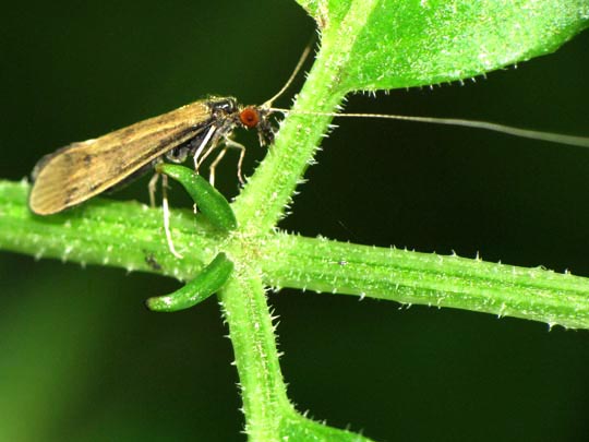 Köcherfliege, Trichoptera