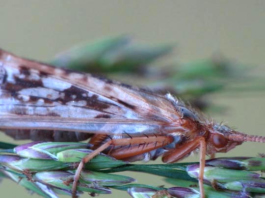 Köcherfliege, Trichoptera
