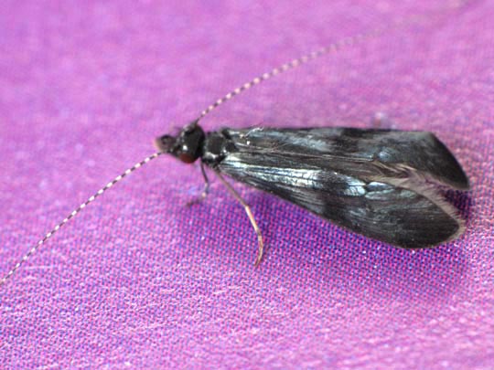 Köcherfliege, Trichoptera