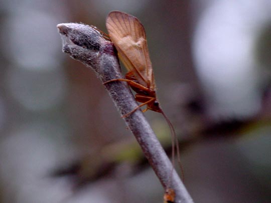 Köcherfliege, Trichoptera