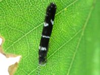 Köcherfliege, Trichoptera