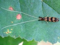 Mystacides longicornis
