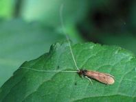 Köcherfliege, Trichoptera