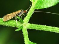 Köcherfliege, Trichoptera