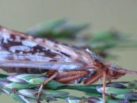 Köcherfliege, Trichoptera