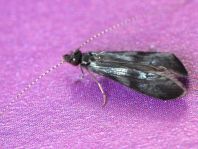 Köcherfliege, Trichoptera