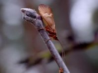 Köcherfliege, Trichoptera