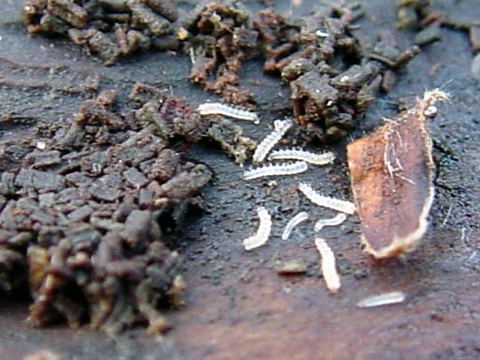 Mückenlarven