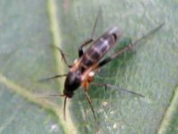 Pilzmücke, Mycetophilidae