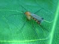 Pilzmücke, Mycetophilidae