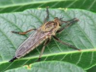 Raubfliege, Asilidae
