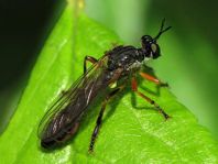 Dioctria hyalipennis, Gemeine Habichtsfliege