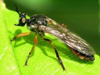 Dioctria hyalipennis, Gemeine Habichtsfliege