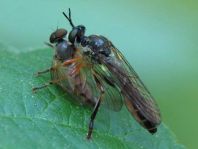 Dioctria hyalipennis, Gemeine Habichtsfliege